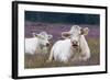 Resting Cow in Heather-Ivonnewierink-Framed Photographic Print