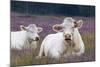 Resting Cow in Heather-Ivonnewierink-Mounted Photographic Print