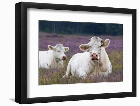 Resting Cow in Heather-Ivonnewierink-Framed Photographic Print