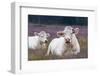 Resting Cow in Heather-Ivonnewierink-Framed Photographic Print