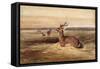 Resting Deer-Antoine Louis Barye-Framed Stretched Canvas