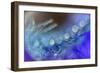 Resting drops-Heidi Westum-Framed Photographic Print