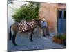 Resting Elderly Gentleman, Oia, Santorini, Greece-Darrell Gulin-Mounted Photographic Print