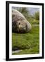 Resting Elephant seal. Grytviken. South Georgia Islands.-Tom Norring-Framed Photographic Print