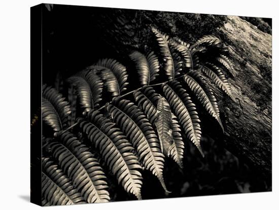 Resting Fern-Andrew Geiger-Stretched Canvas