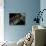 Resting Fern-Andrew Geiger-Photographic Print displayed on a wall