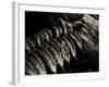 Resting Fern-Andrew Geiger-Framed Photographic Print