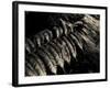 Resting Fern-Andrew Geiger-Framed Photographic Print