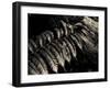 Resting Fern-Andrew Geiger-Framed Photographic Print