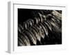 Resting Fern-Andrew Geiger-Framed Photographic Print