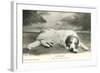 Resting Great Pyrenees-null-Framed Art Print