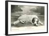 Resting Great Pyrenees-null-Framed Art Print