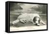 Resting Great Pyrenees-null-Framed Stretched Canvas