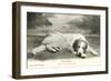 Resting Great Pyrenees-null-Framed Art Print