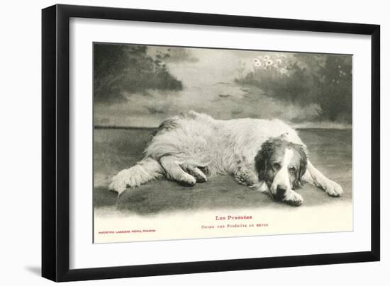 Resting Great Pyrenees-null-Framed Art Print