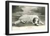 Resting Great Pyrenees-null-Framed Art Print