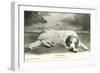 Resting Great Pyrenees-null-Framed Art Print