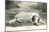 Resting Great Pyrenees-null-Mounted Art Print