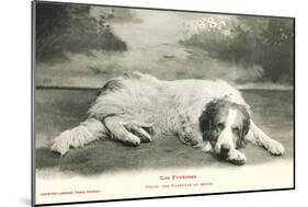 Resting Great Pyrenees-null-Mounted Art Print