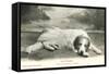 Resting Great Pyrenees-null-Framed Stretched Canvas