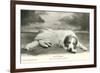 Resting Great Pyrenees-null-Framed Art Print