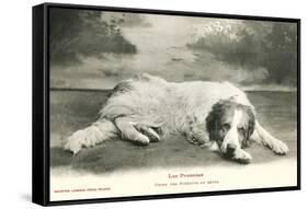 Resting Great Pyrenees-null-Framed Stretched Canvas