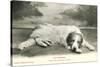 Resting Great Pyrenees-null-Stretched Canvas