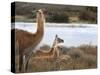 Resting Guanaco. Torres Del Paine NP. Chile. UNESCO Biosphere-Tom Norring-Stretched Canvas