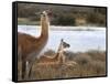 Resting Guanaco. Torres Del Paine NP. Chile. UNESCO Biosphere-Tom Norring-Framed Stretched Canvas