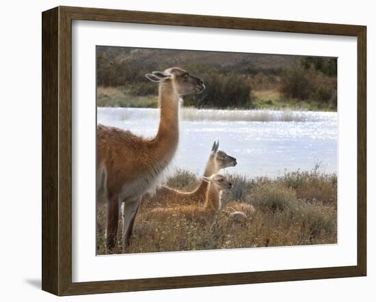 Resting Guanaco. Torres Del Paine NP. Chile. UNESCO Biosphere-Tom Norring-Framed Premium Photographic Print