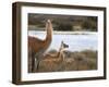 Resting Guanaco. Torres Del Paine NP. Chile. UNESCO Biosphere-Tom Norring-Framed Premium Photographic Print