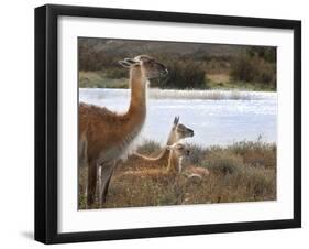 Resting Guanaco. Torres Del Paine NP. Chile. UNESCO Biosphere-Tom Norring-Framed Premium Photographic Print