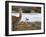 Resting Guanaco. Torres Del Paine NP. Chile. UNESCO Biosphere-Tom Norring-Framed Premium Photographic Print