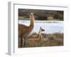 Resting Guanaco. Torres Del Paine NP. Chile. UNESCO Biosphere-Tom Norring-Framed Premium Photographic Print