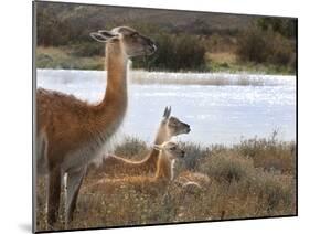 Resting Guanaco. Torres Del Paine NP. Chile. UNESCO Biosphere-Tom Norring-Mounted Premium Photographic Print