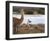 Resting Guanaco. Torres Del Paine NP. Chile. UNESCO Biosphere-Tom Norring-Framed Photographic Print