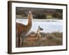 Resting Guanaco. Torres Del Paine NP. Chile. UNESCO Biosphere-Tom Norring-Framed Photographic Print