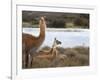 Resting Guanaco. Torres Del Paine NP. Chile. UNESCO Biosphere-Tom Norring-Framed Photographic Print