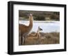 Resting Guanaco. Torres Del Paine NP. Chile. UNESCO Biosphere-Tom Norring-Framed Photographic Print