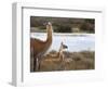 Resting Guanaco. Torres Del Paine NP. Chile. UNESCO Biosphere-Tom Norring-Framed Photographic Print