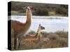 Resting Guanaco. Torres Del Paine NP. Chile. UNESCO Biosphere-Tom Norring-Stretched Canvas