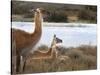 Resting Guanaco. Torres Del Paine NP. Chile. UNESCO Biosphere-Tom Norring-Stretched Canvas