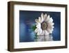 Resting in Water-Heidi Westum-Framed Photographic Print