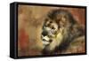 Resting King-Jai Johnson-Framed Stretched Canvas