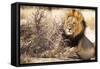 Resting lion , Kgalagadi Transfrontier Park, Kalahari, Northern Cape, South Africa, Africa-Christian Kober-Framed Stretched Canvas