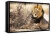 Resting lion , Kgalagadi Transfrontier Park, Kalahari, Northern Cape, South Africa, Africa-Christian Kober-Framed Stretched Canvas