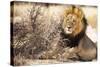 Resting lion , Kgalagadi Transfrontier Park, Kalahari, Northern Cape, South Africa, Africa-Christian Kober-Stretched Canvas