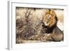 Resting lion , Kgalagadi Transfrontier Park, Kalahari, Northern Cape, South Africa, Africa-Christian Kober-Framed Photographic Print