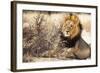 Resting lion , Kgalagadi Transfrontier Park, Kalahari, Northern Cape, South Africa, Africa-Christian Kober-Framed Photographic Print