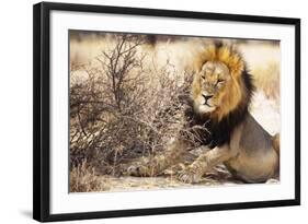 Resting lion , Kgalagadi Transfrontier Park, Kalahari, Northern Cape, South Africa, Africa-Christian Kober-Framed Photographic Print